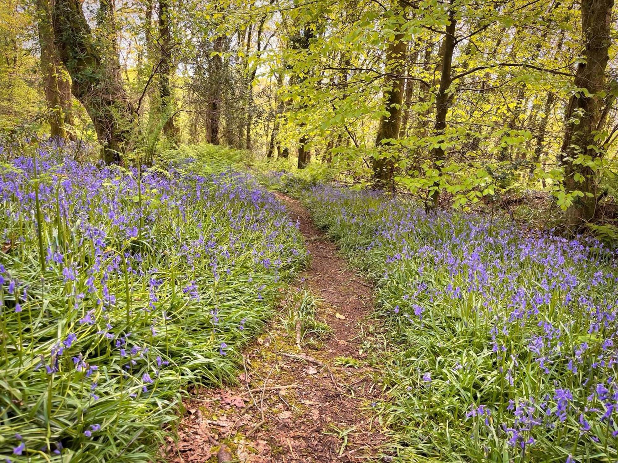 Woodland View -Hot Tub-Tenby-Carmarthen-St Clears Bagian luar foto